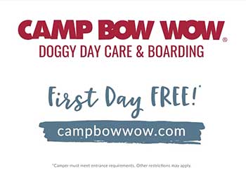 Dogtopia Vs. Camp Bow Wow: Choosing The Best Dog Daycare