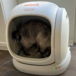 meowant litter box reviews 2