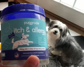 pupgrade itch and allergy