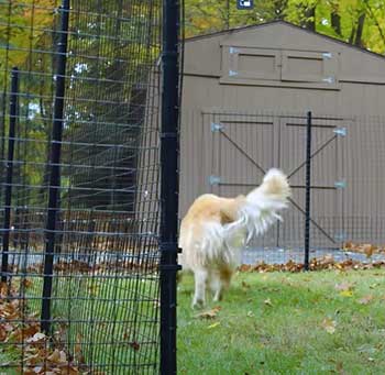 dog proofer fence