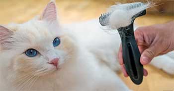 cloud care brush