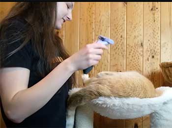 cloud care brush