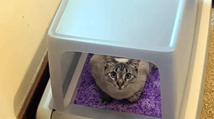zeacotio litter box review