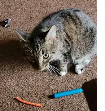 capstar flea treatment
