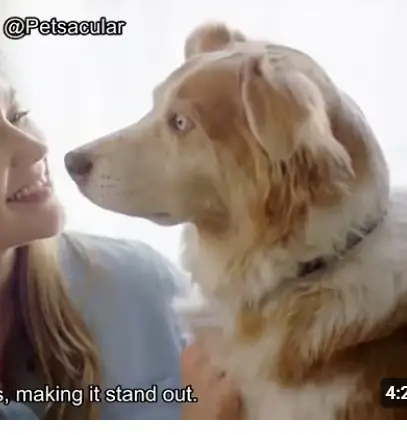 capstar flea treatment