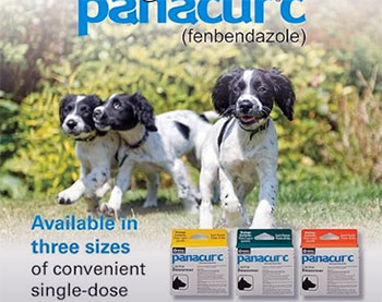 panacur c canine dewormer