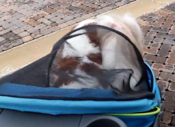 Gen7 Monaco Pet Stroller