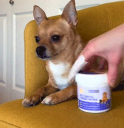hicc pet dental wipes reviews