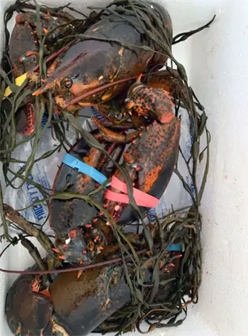 Maine Lobster Now
