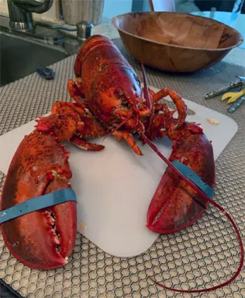 Maine Lobster Now