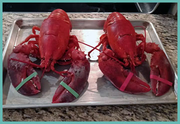 Maine Lobster Now