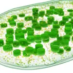 Chlorophyll