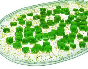 happy Vs chlorophyll
