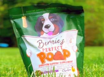 Dog’s Gut with Bernie’s Perfect Poop