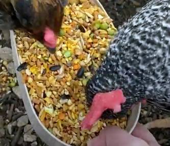 Kalmbach Chicken Feed