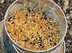 Kalmbach Chicken Feed
