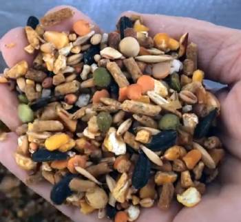 Kalmbach Chicken Feed