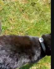 Waggie Flea Collar