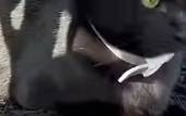 Waggie Flea Collar