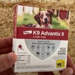 NexGard Vs Frontline Vs Advantix