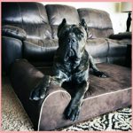 Bully Beds vs. Big Barker