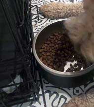 Blue Buffalo Puppy Food