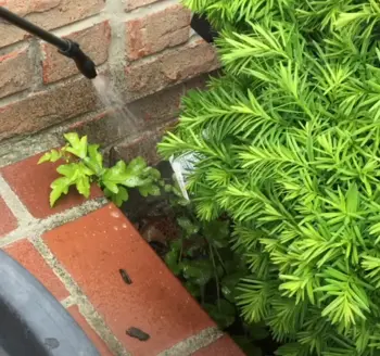 Spruce Weed and Grass Killer