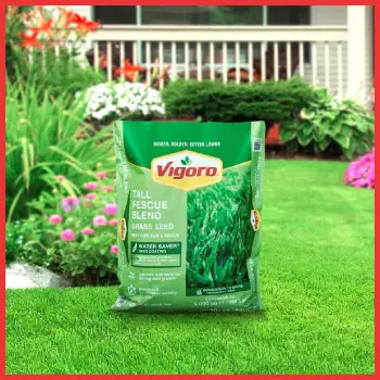 Vigoro Tall Fescue Blend