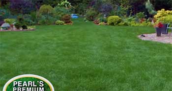 Pearl’s Premium Grass Seed