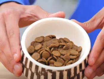 Earthborn Holistic Dog Food
