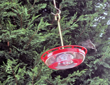Dotmalls Hummingbird Feeder