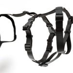 Tailwind Dog Brace