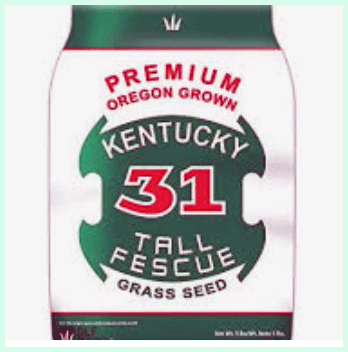 Coated Kentucky 31